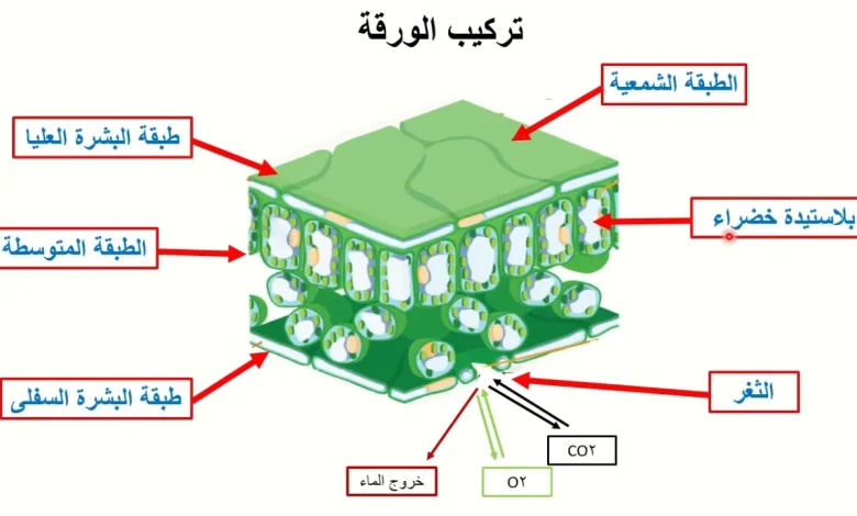 شرح اجزاء الورقة