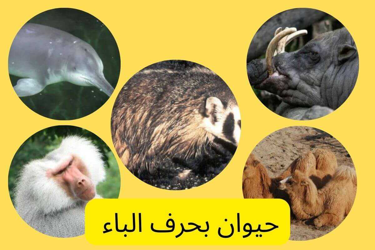 حيوان بحرف الدال