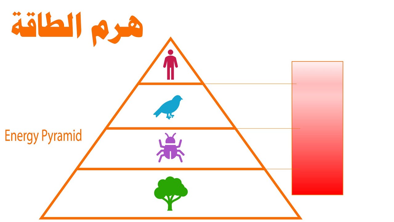 هرم الطاقةاو الهرم الغذائى
