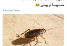 لا بيقرص ولا بيعض