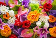 أسماء أغلى الورود في العالم: سحر الجمال وثمن الفخامة