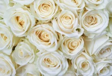 انواع الورد الابيض .. أجمل أنواع الورود البيضاء في العالم