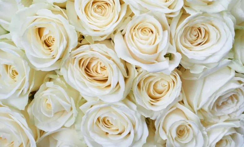 انواع الورد الابيض .. أجمل أنواع الورود البيضاء في العالم