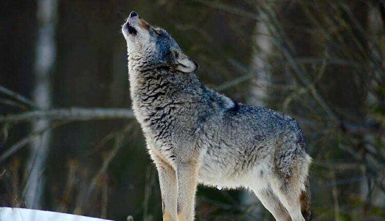تفسير رؤية الذئب في المنام