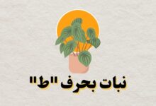 نبات حرف ط