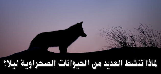 لماذا تنشط العديد من الحيوانات الصحراويه ليلا ؟